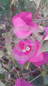 Pink flowers representÂ grace, gentility, and happiness.Â 